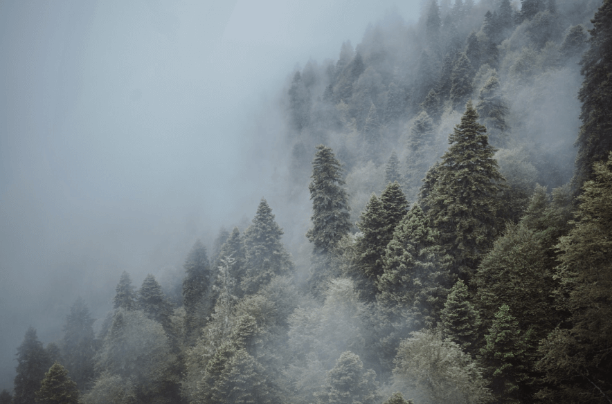 forest in clouds